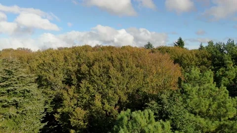 Forest in Autumn - Aerial Pan Down Stock Footage 221581512