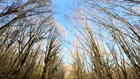 The Forest Is Autumn And Walking Stock Footage 339974998