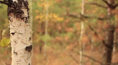 Forest Autumn background Video stock 55373962