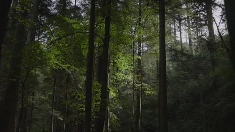 Forest in Autumn Beautiful Light Stock Footage 261301063