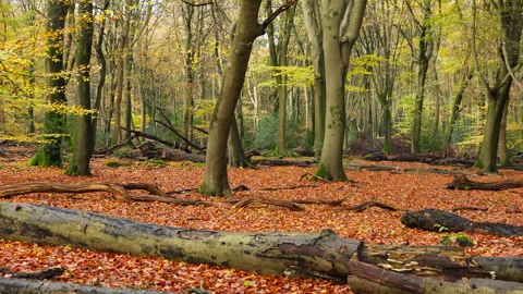 Forest at autumn with beech trees. Some fallen trees in the foreground Stock Footage 269156069