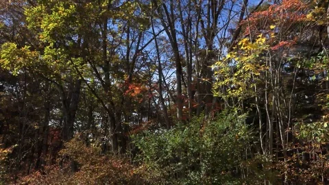 Forest in Autumn Camera Car Видео 112183618