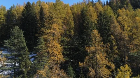 Forest with autumn colors Stock Footage 124294534