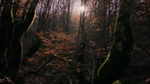 Forest in autumn. Crane up shoot Stock Footage 253501926