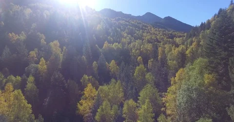 Forest in autumn (drone shot) Stock Footage 81430835