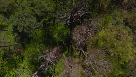 Forest in Autumn/ Fall 01 動画素材 287342803