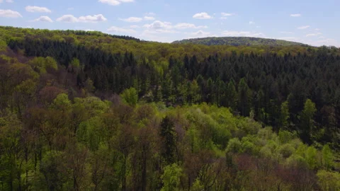 Forest in Autumn/ Fall 02 動画素材 287344842