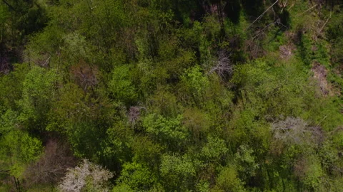 Forest in Autumn/ Fall 04 動画素材 287346531