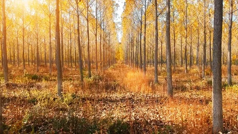 Forest Autumn Fall Trees Video stock 100220973