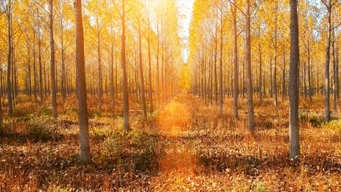 Forest Autumn Fall Trees Video stock 100221290