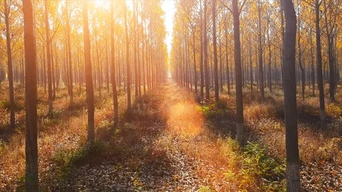 Forest Autumn Fall Trees Video stock 100221625
