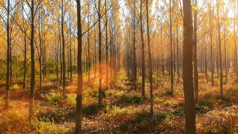 Forest Autumn Fall Trees Stock Footage 100222136