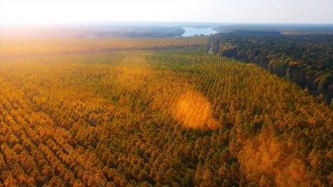 Forest Autumn Fall Trees Video stock 100222337