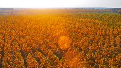 Forest Autumn Fall Trees Stock Footage 100222655