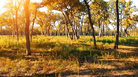 Forest Autumn Fall Trees Video stock 100222677