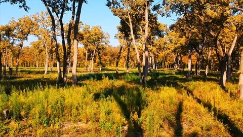 Forest Autumn Fall Trees Video stock 100222817