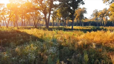 Forest Autumn Fall Trees Video stock 100222872