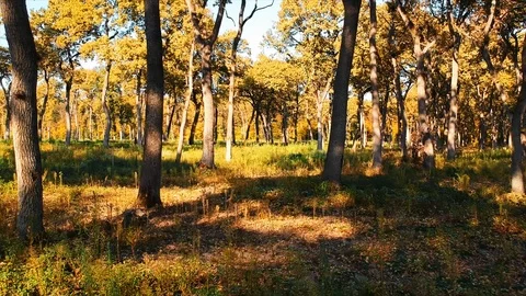 Forest Autumn Fall Trees Video stock 100222956