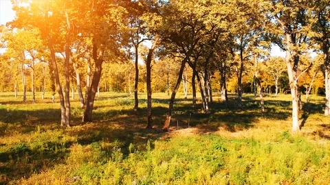 Forest Autumn Fall Trees Video stock 100222999