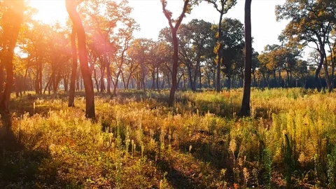 Forest Autumn Fall Trees Video stock 100223200