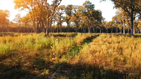 Forest Autumn Fall Trees Stock Footage 100223261