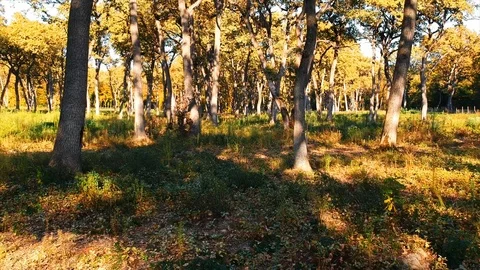Forest Autumn Fall Trees Stock Footage 100223529