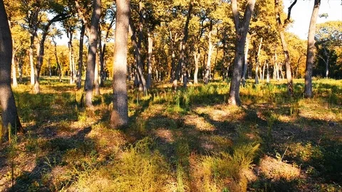 Forest Autumn Fall Trees Video stock 100223645