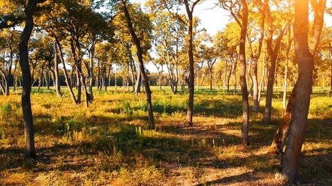 Forest Autumn Fall Trees Stock Footage 100224499