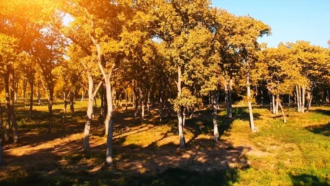 Forest Autumn Fall Trees Stock Footage 100224568