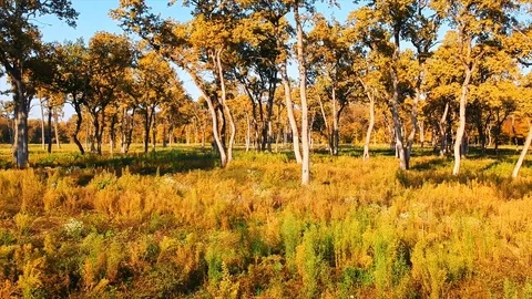 Forest Autumn Fall Trees Stock Footage 100224786