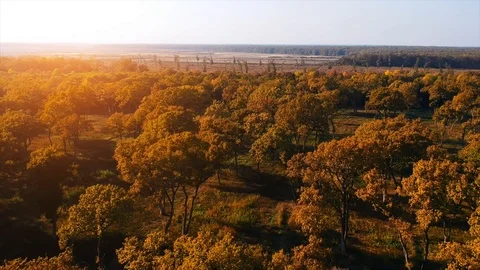 Forest Autumn Fall Trees Stock Footage 100224856