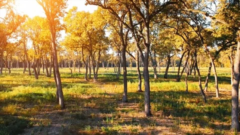 Forest Autumn Fall Trees Stock Footage 100224966