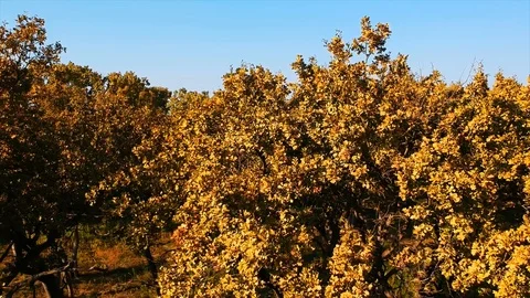 Forest Autumn Fall Trees Stock Footage 100225123