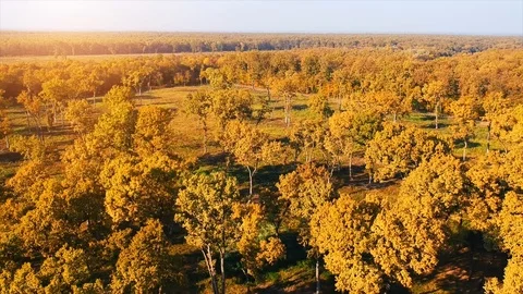 Forest Autumn Fall Trees Stock Footage 100225142