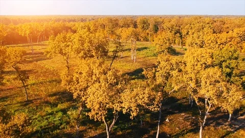 Forest Autumn Fall Trees Stock Footage 100225154