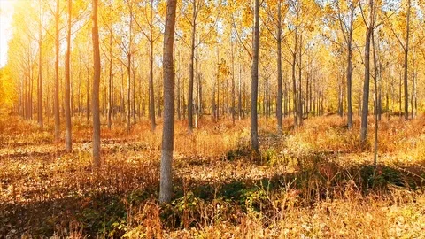 Forest Autumn Fall Trees Stock Footage 100234301