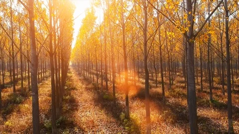 Forest Autumn Fall Trees Stock Footage 100234343