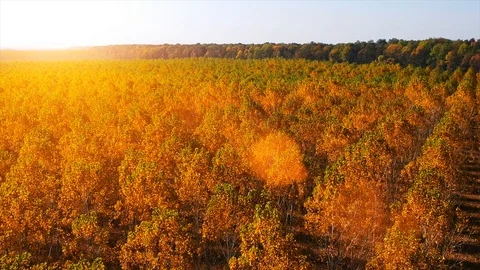 Forest Autumn Fall Trees Video stock 100234495