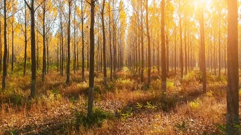 Forest Autumn Fall Trees Stock Footage 100234644