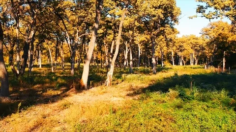 Forest Autumn Fall Trees Stock Footage 100234697