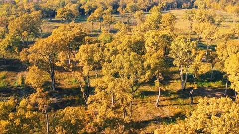 Forest Autumn Fall Trees Stock Footage 100234707