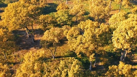 Forest Autumn Fall Trees Stock Footage 100234770