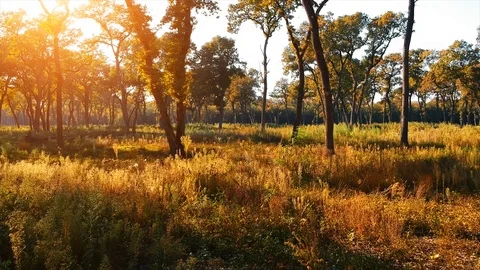 Forest Autumn Fall Trees Stock Footage 100234779