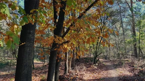 Forest at autumn (fall) where trees are filled with golden leaves. Stock Footage 209153915