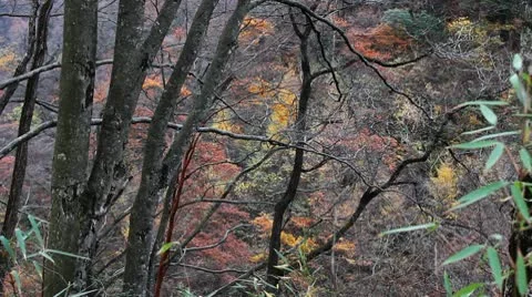 Forest in Autumn Stockbeeldmateriaal 10575353