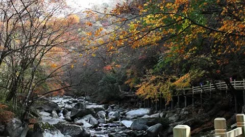 Forest in Autumn 库存影片 10575364