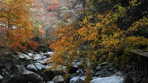 Forest in Autumn Vidéo 10575389