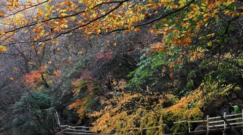 Forest in Autumn Video stock 10575391