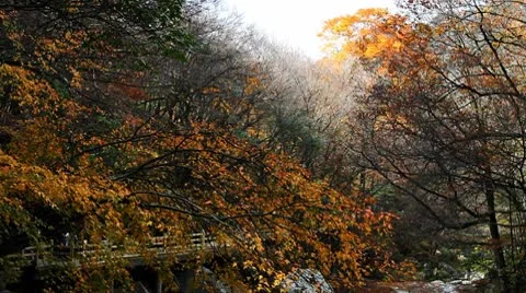 Forest in Autumn 库存影片 10575443