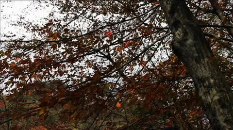 Forest in Autumn Видео 10575471